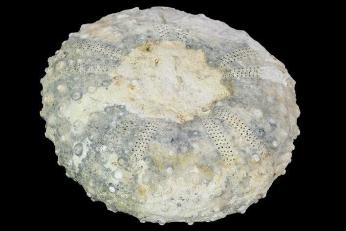 Fossil Sea Urchin (Tetragramma) - Morocco #104467